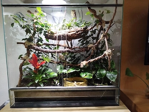Kronenbasilik mit Terrarium oder ohne.