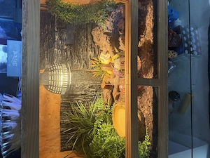 Ballphyton mit Terrarium 