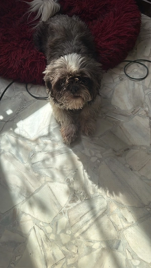 Shih Tzu hündin 3 jahre zuchttauglich 
