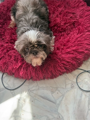 Shih Tzu hündin 3 jahre zuchttauglich 