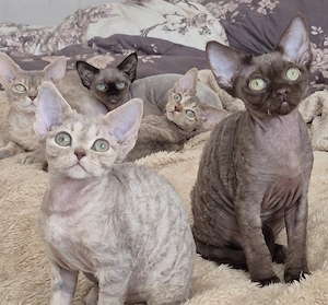 Kitten , Devon Rex,  männlich und weiblich mit Stammbaum, Gesundheitszeugnis, geimpft  und gechipt. 