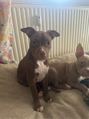 American Pocket Bully Hündin 