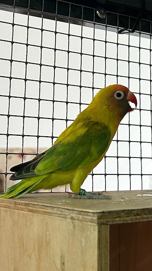 Rußköpfchen Hahn mit DNA-Test Bild 3
