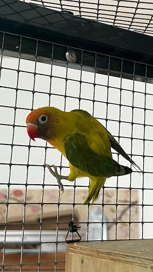 Rußköpfchen Hahn mit DNA-Test Bild 5