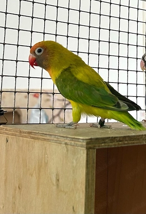 Rußköpfchen Hahn mit DNA-Test Bild 2