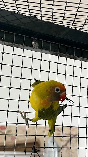 Rußköpfchen Hahn mit DNA-Test Bild 4