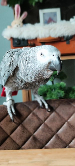 *** Graupapagei gesucht ***