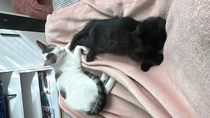 Katzen kitten