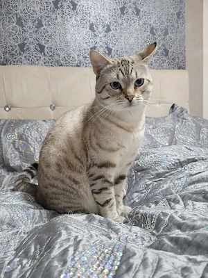 Schöner Deckkater