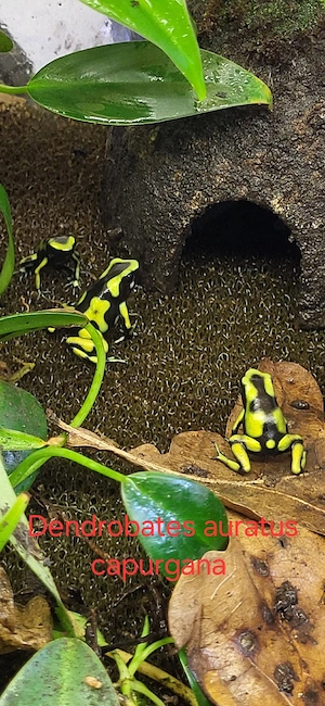 Goldbaumsteiger Dendrobates auratus capurgana 