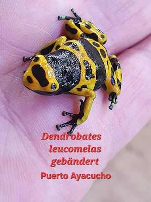 Gelbgebänderter Pfeilgiftfrosch Dendrobates leucomelas 