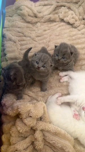 BKH Kitten 