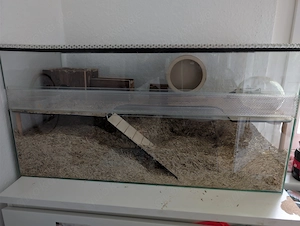 Zwei Farbmäuse mit Nagarium zu verkaufen