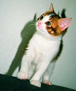 baby kater 