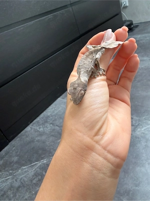 uroplatus phantasticus 1.0