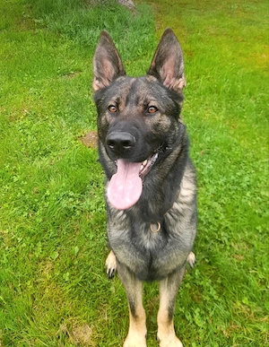 Deutsche Schäferhund mit Papiere
