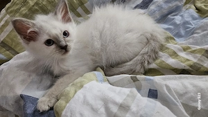 Heilige Birma kater Bild 2