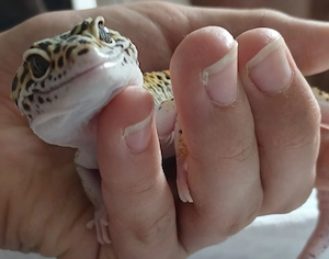 Leopardgecko Männchen 1 Jährige 