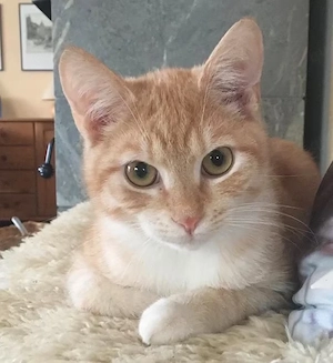 Katze Herbert Zu verschenken