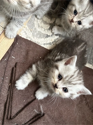 Reinrassige BKH Kitten