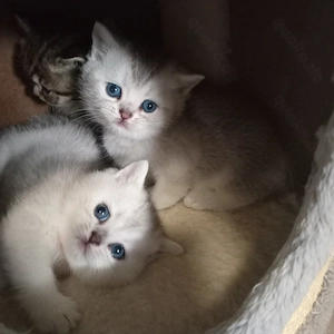 BKH Britisch Kurzhaar Kitten 