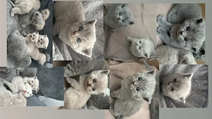Reinrassige BKH Kitten 