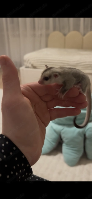 sugar glider Mädchen