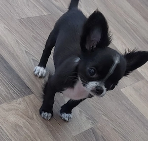 Chihuahua-Rüde