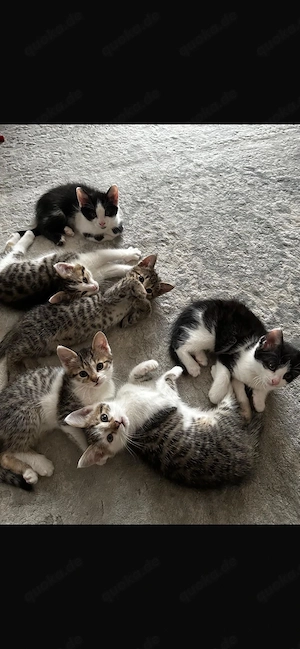 Baby Katzen Kater und Kätzchen 