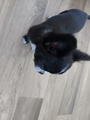 Chihuahua-Rüde