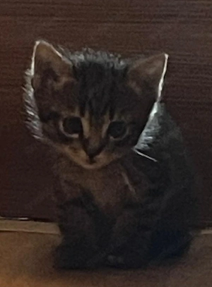 kleine kitten