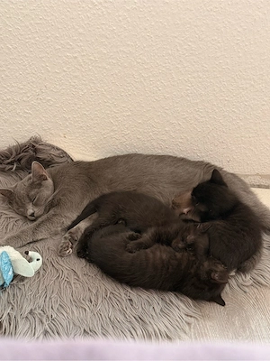 Europäisch Kurzhaar Kitten