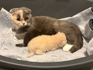 BKH Mix Kitten 