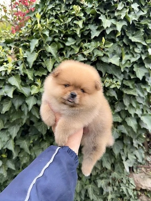 Pomeranian-Rüde
