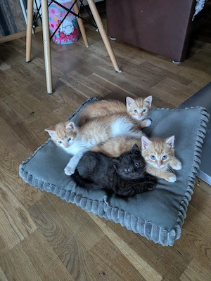 BKH Mix Kitten 