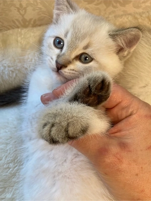 Wundervoller BKH Kitten Point&Tabby