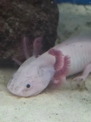 10x Eier Laich Axolotl selber aufziehen Laichdatum 21.08.2026 Bild 2