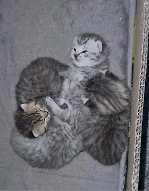 Britisch Kurhaar Kitten
