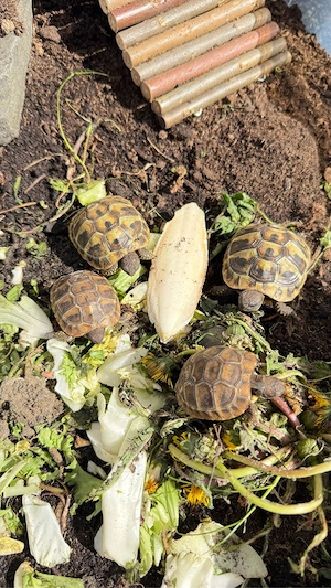 Landschildkröte Schildkröte 