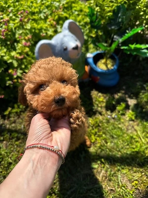 Mini-Pudel im Alter von 4 Monaten Bild 4