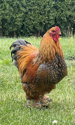 Reinrassiger Brahma Hahn, 7 Monate 