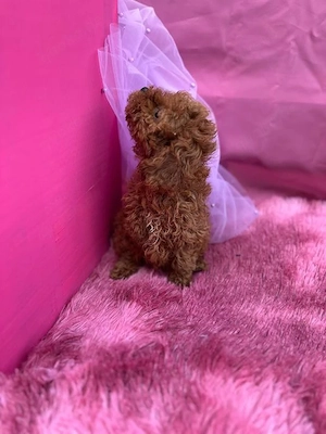 Mini-Pudel im Alter von 4 Monaten Bild 5