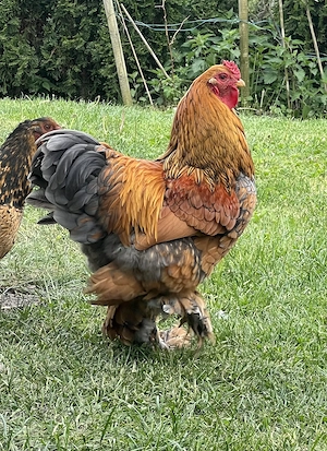 Reinrassiger Brahma Hahn, 7 Monate  Bild 2