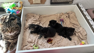 Süße Babykatzen abzugeben
