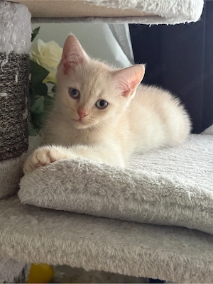 baby katze BKH