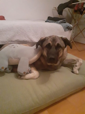 3J Rüde 65cm  BUNDESWEIT ausreisebereit Seele von Hund  Bild 6