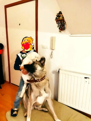 3J Rüde 65cm  BUNDESWEIT ausreisebereit Seele von Hund 