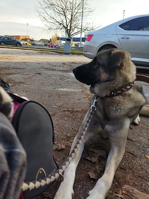 3J Rüde 65cm  BUNDESWEIT ausreisebereit Seele von Hund  Bild 5