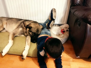 3J Rüde 65cm  BUNDESWEIT ausreisebereit Seele von Hund  Bild 4