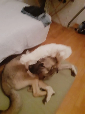 3J Rüde 65cm  BUNDESWEIT ausreisebereit Seele von Hund  Bild 8
